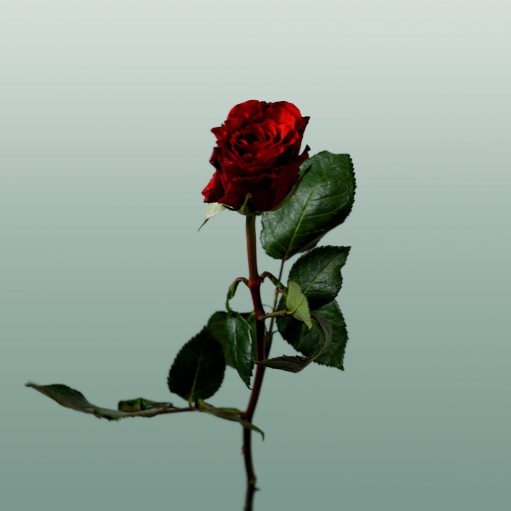 Rose - Rosa - Upper Class
