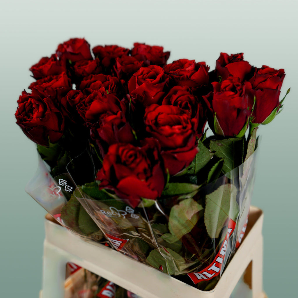 Rose - Rosa - Upper Class