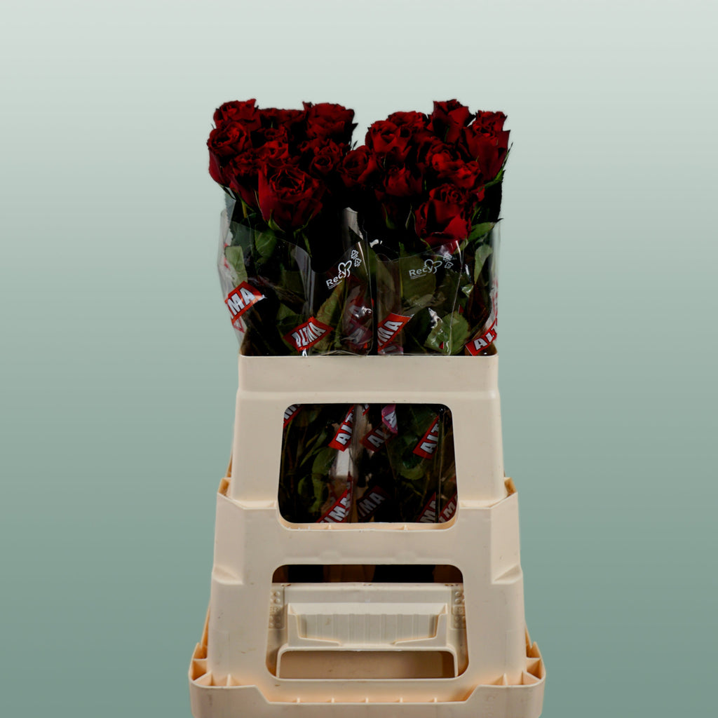 Rose - Rosa - Upper Class