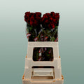 Rose - Rosa - Upper Class