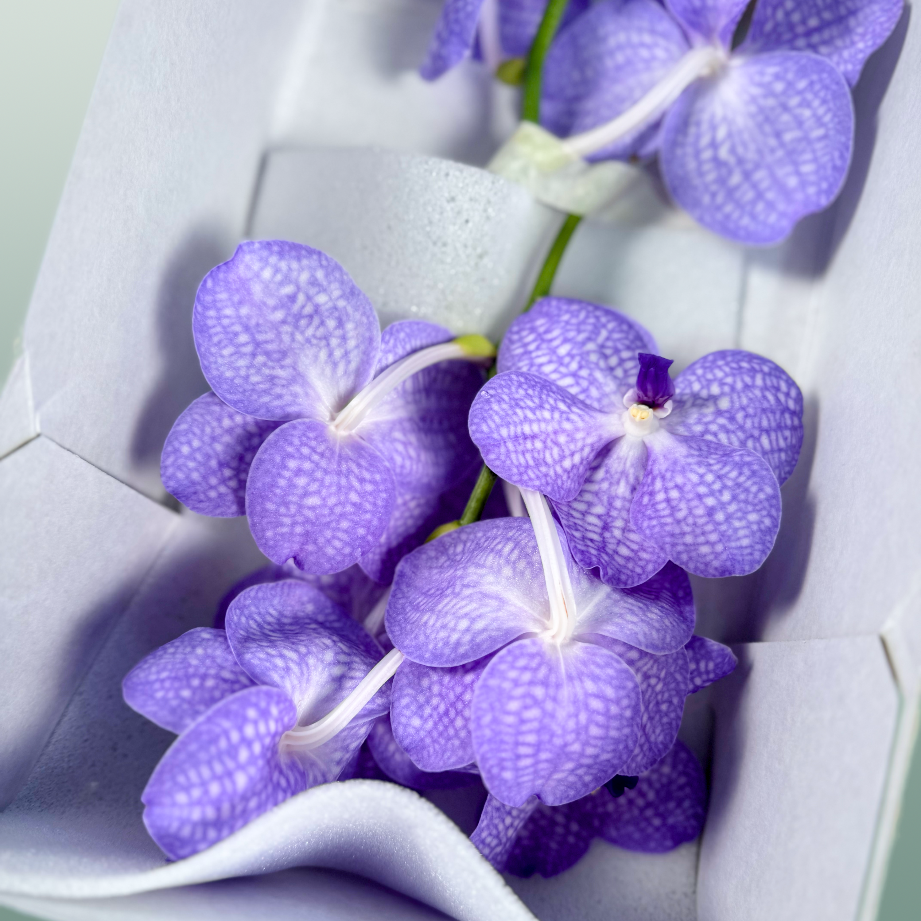 Orchid Vanda Kan Angelite