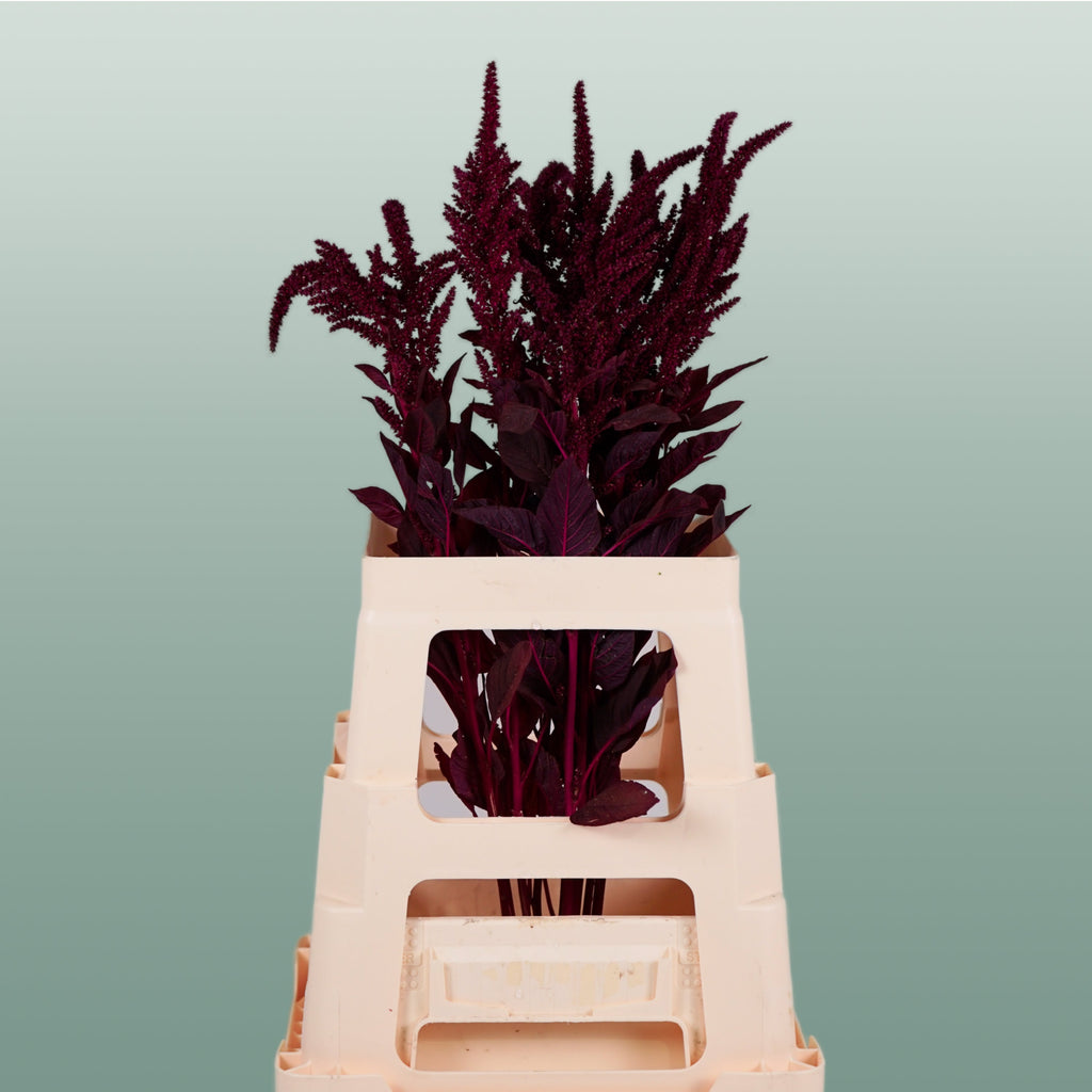 Burgundy Amaranthus Velvet – 70cm Stems