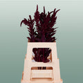 Burgundy Amaranthus Velvet – 70cm Stems
