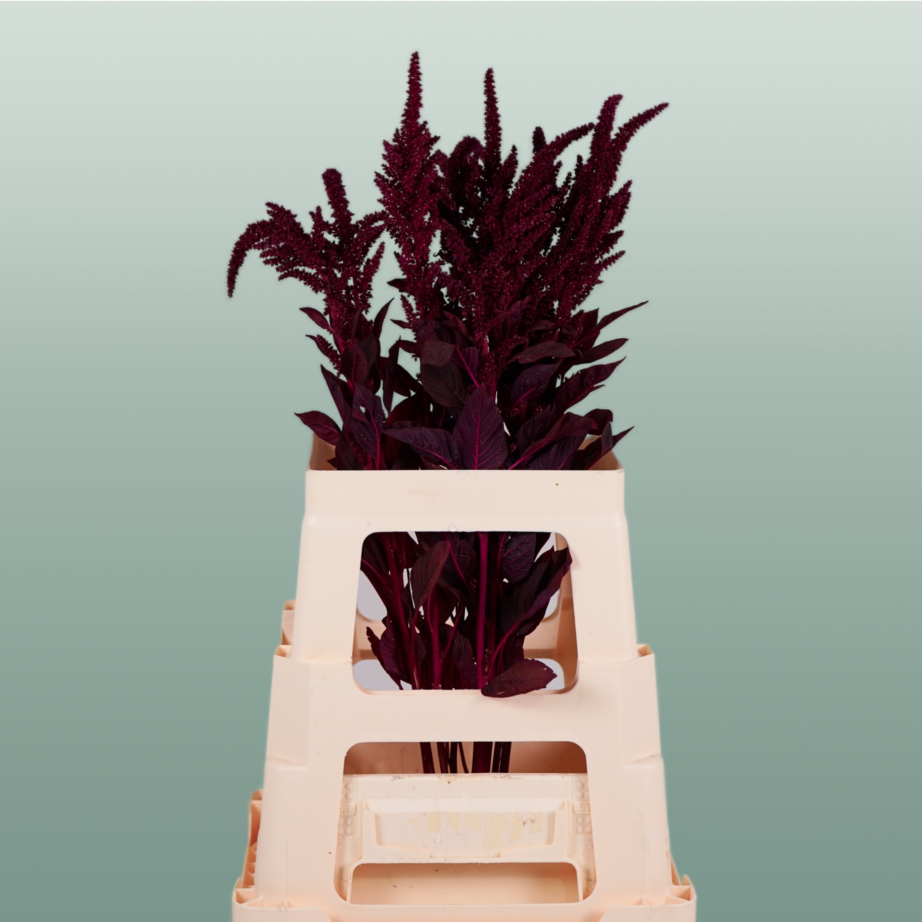 Burgundy Amaranthus Velvet – 70cm Stems
