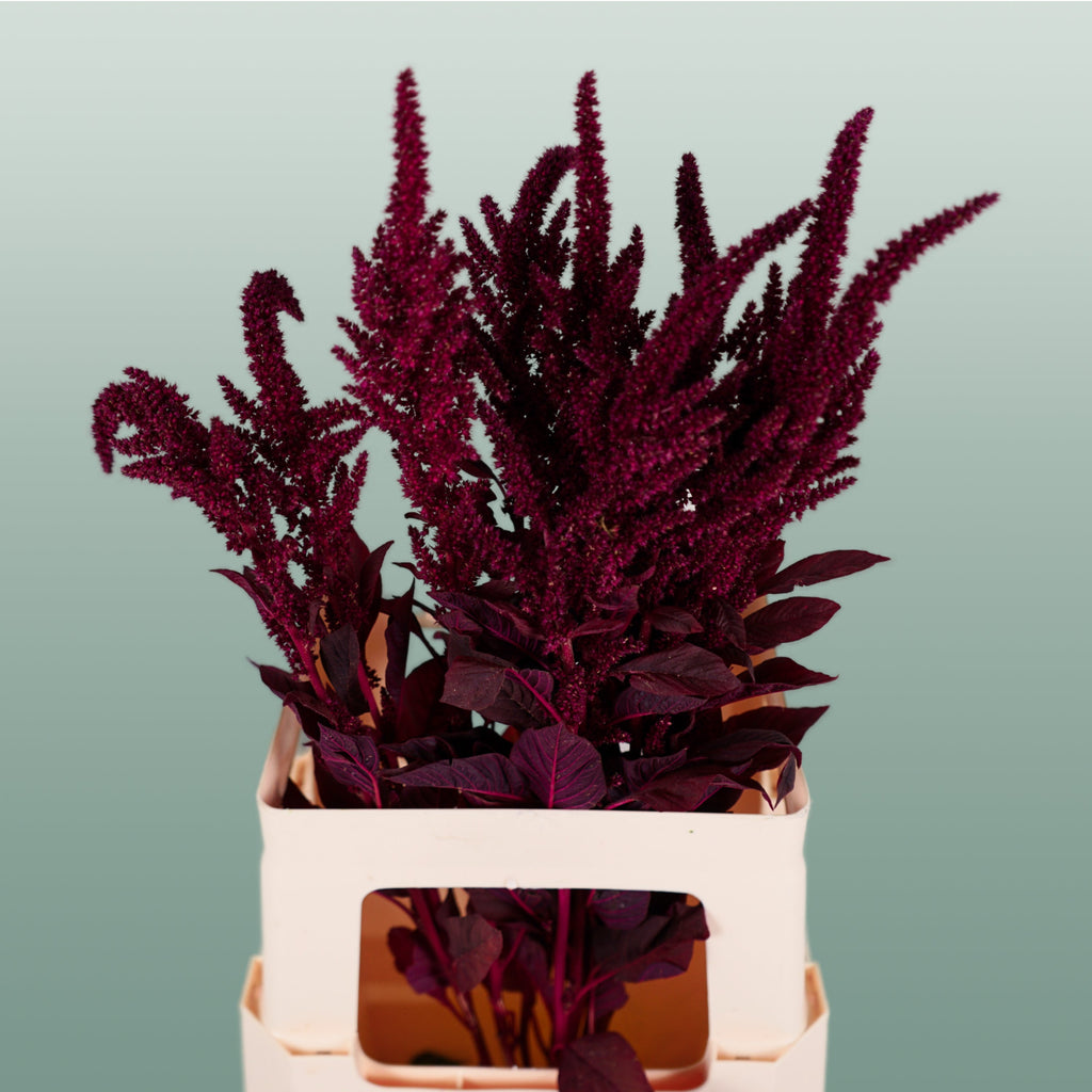 Burgundy Amaranthus Velvet – 70cm Stems
