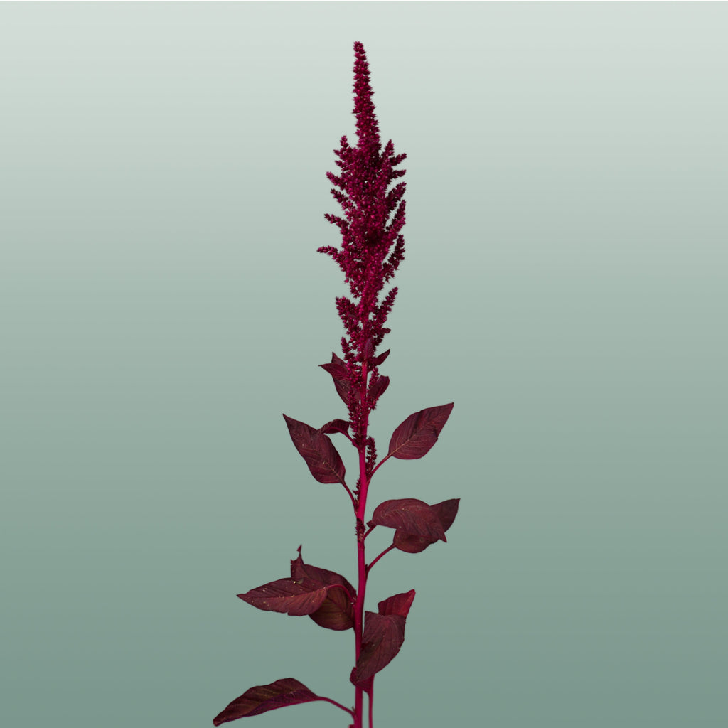 Burgundy Amaranthus Velvet – 70cm Stems
