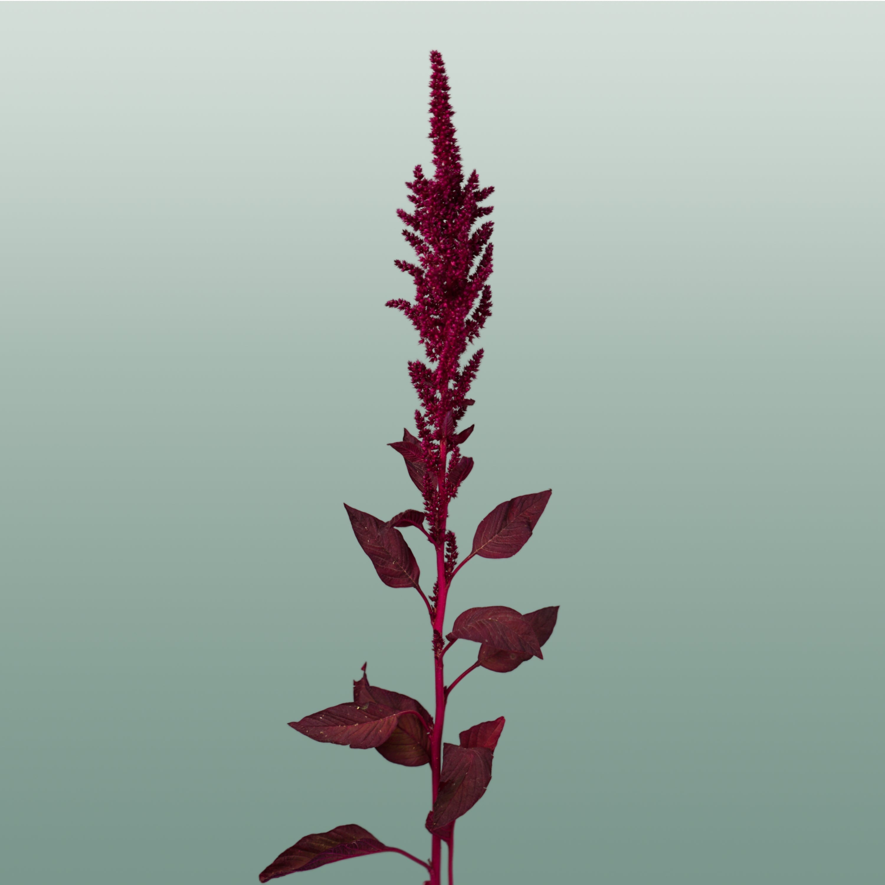 Burgundy Amaranthus Velvet – 70cm Stems