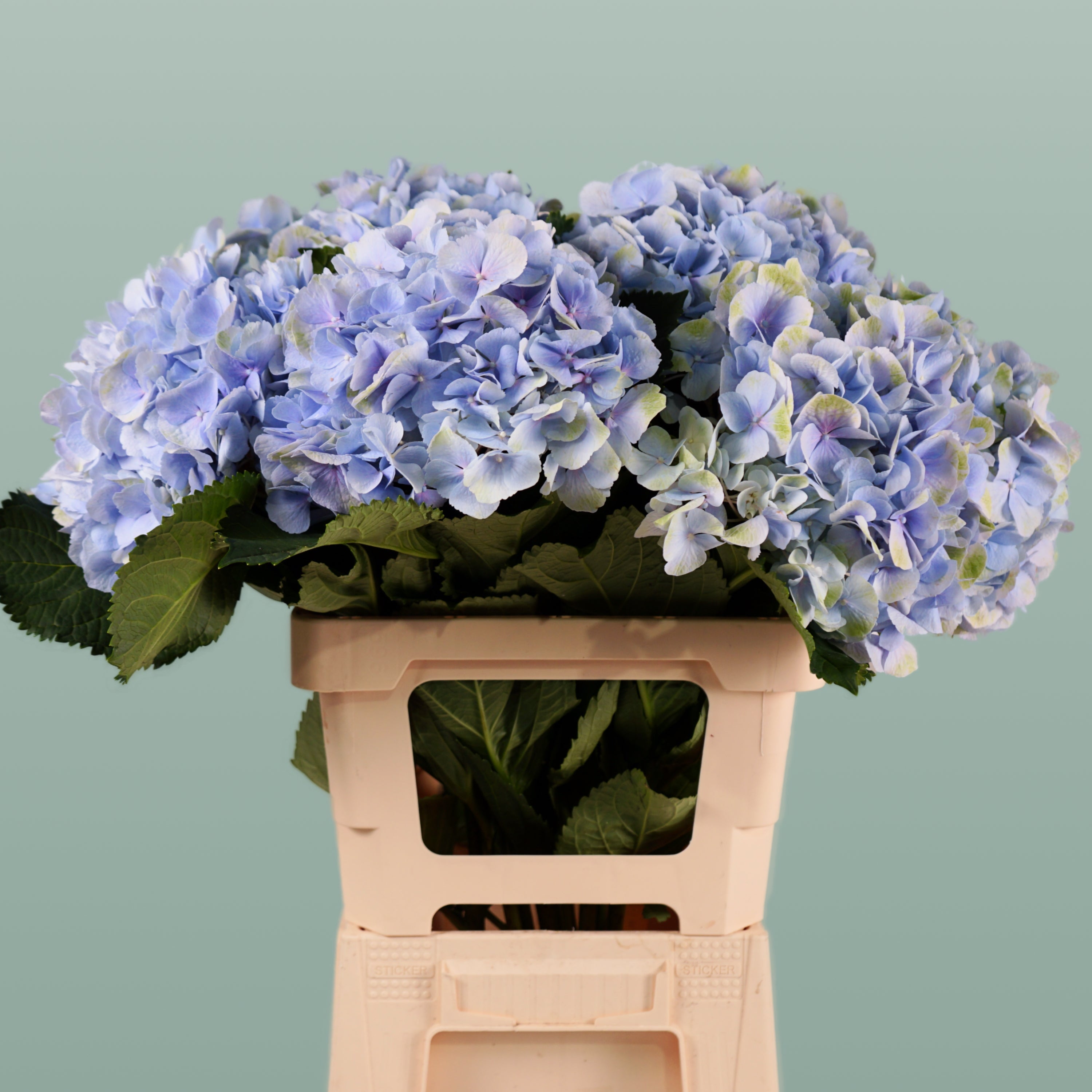Hydrangea Verena Pastel (10 Stems)