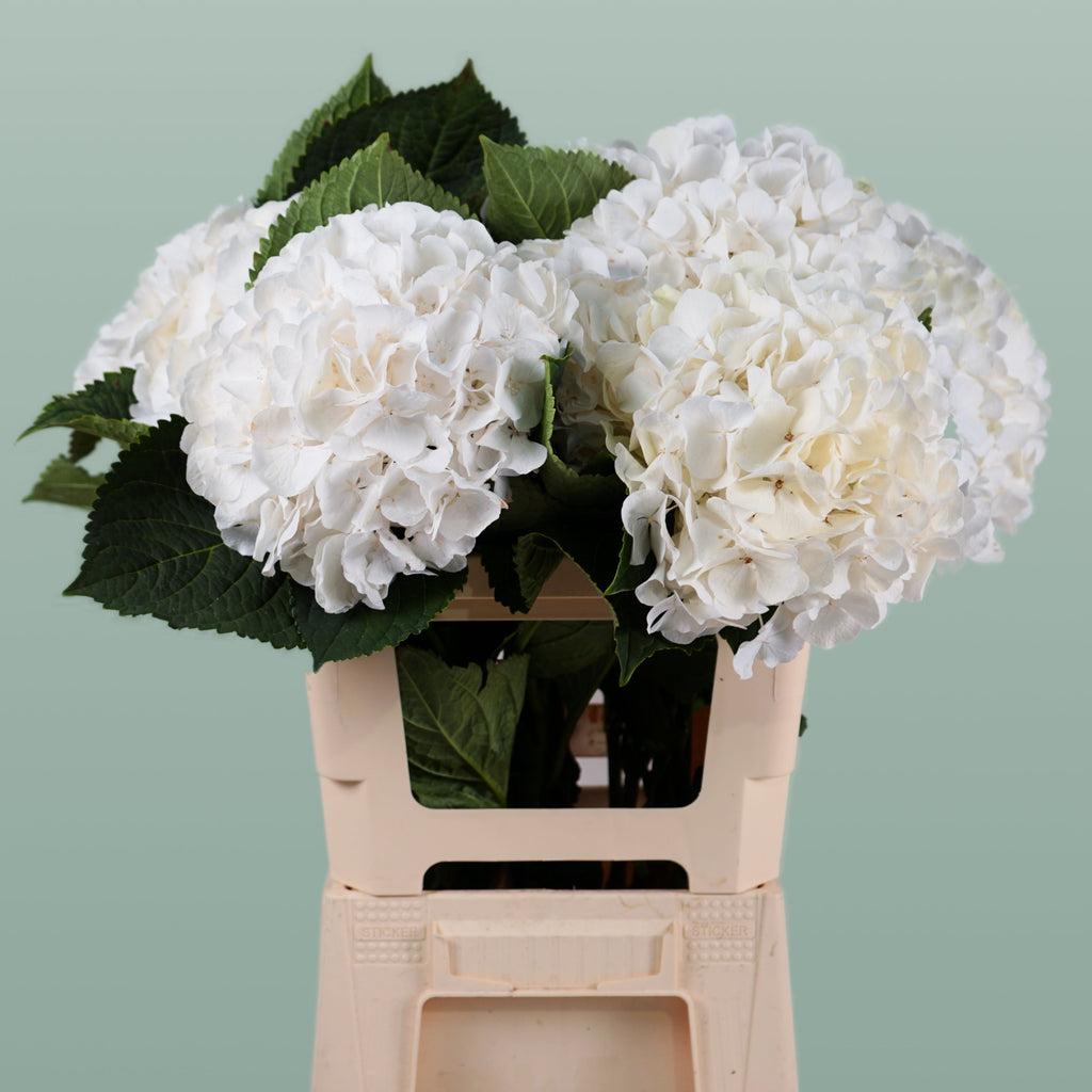 Hydrangea - Witte Verena