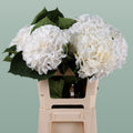 Hydrangea - Witte Verena