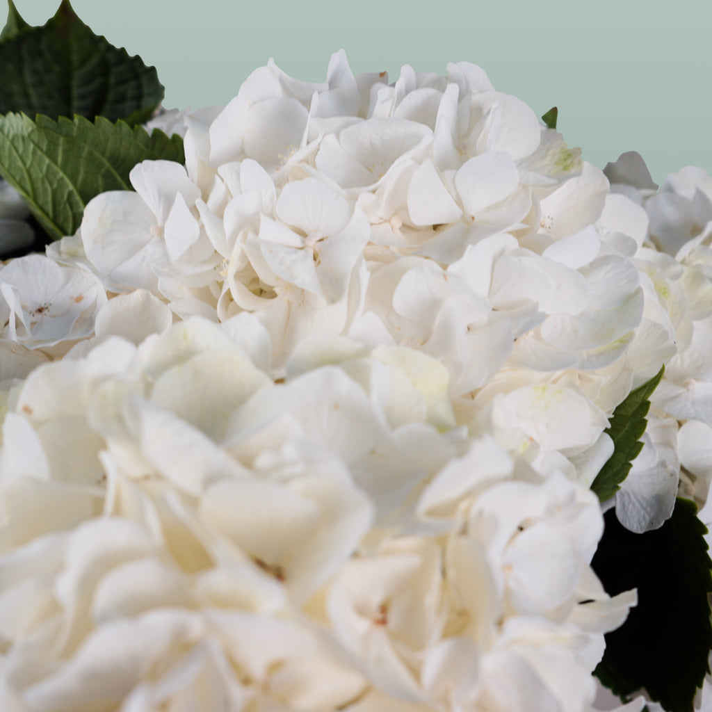 Hydrangea - Witte Verena