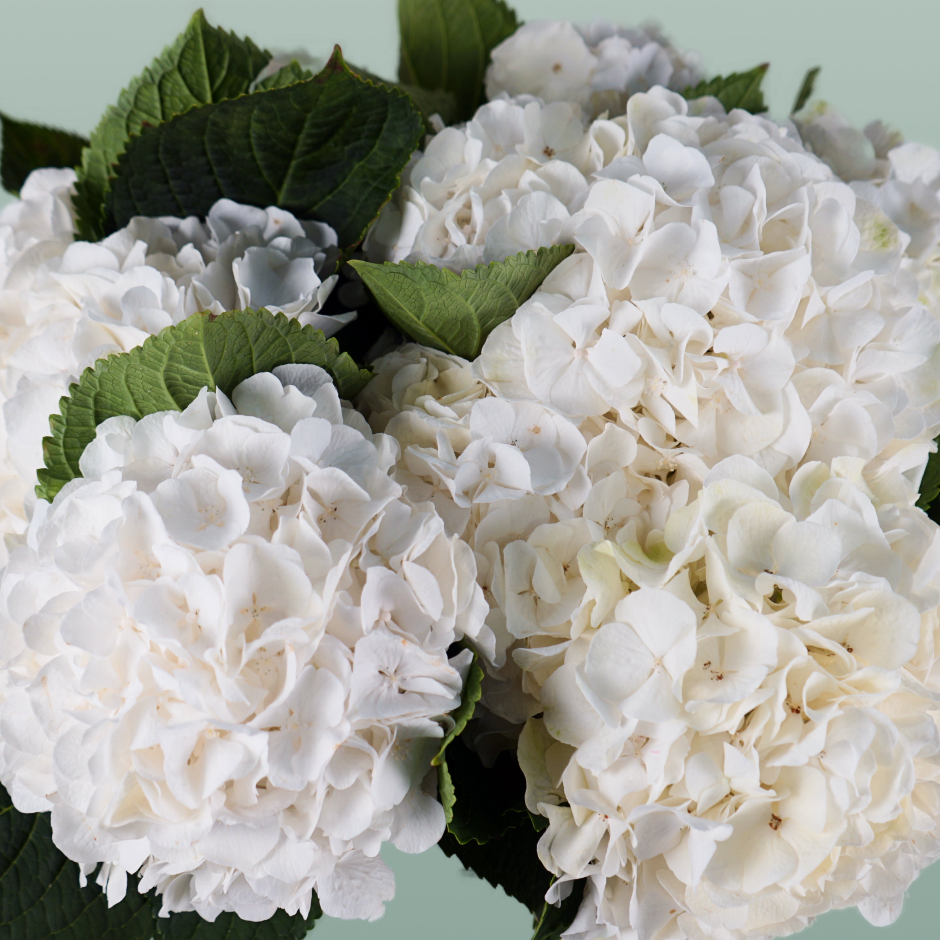 Hydrangea - Witte Verena