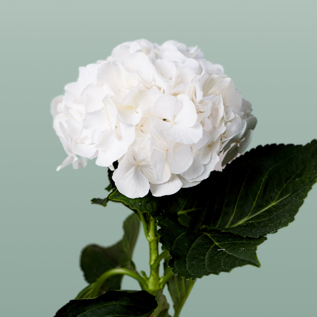 Hydrangea - Witte Verena