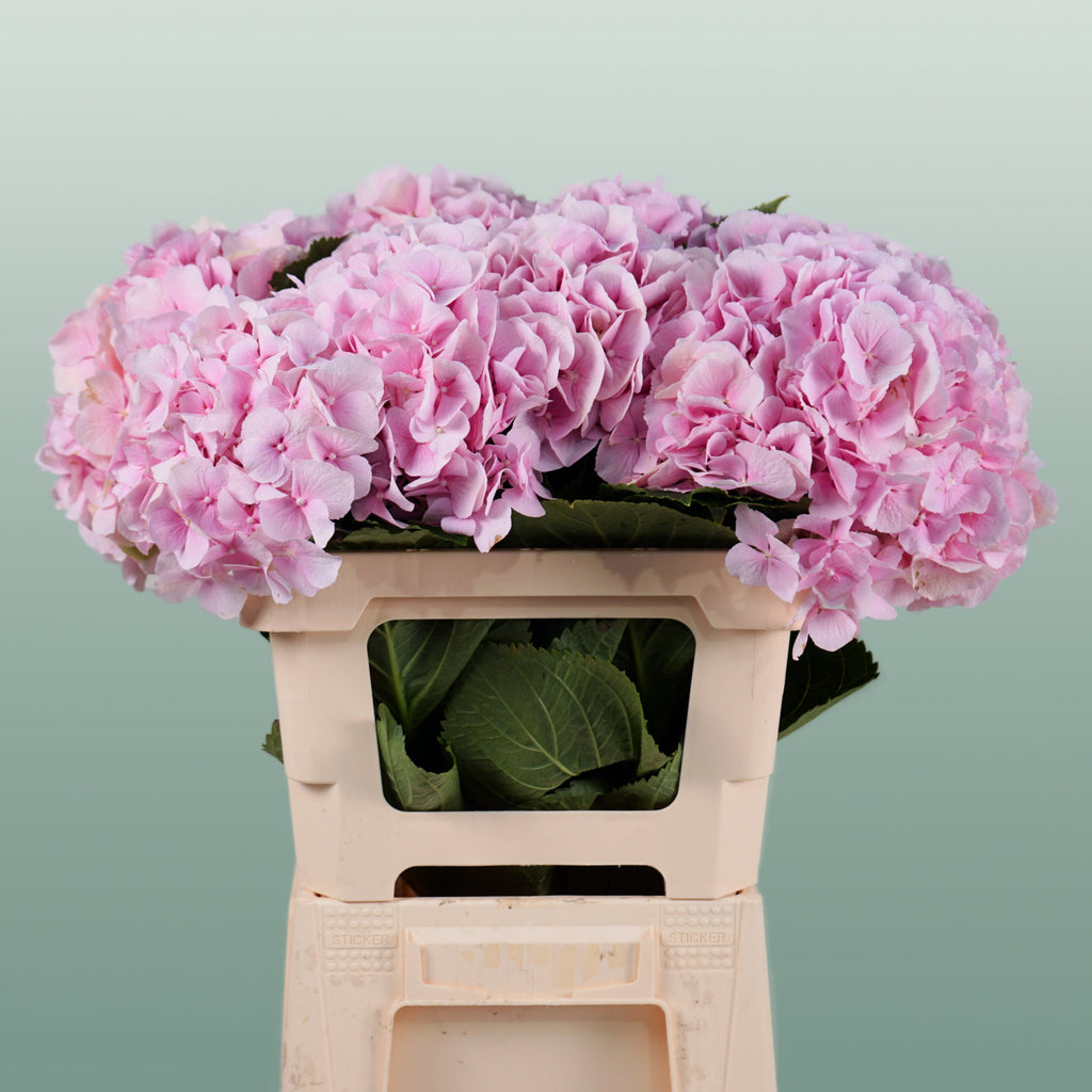 Hydrangea - Hydrangea - Verena