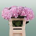 Hydrangea - Hydrangea - Verena