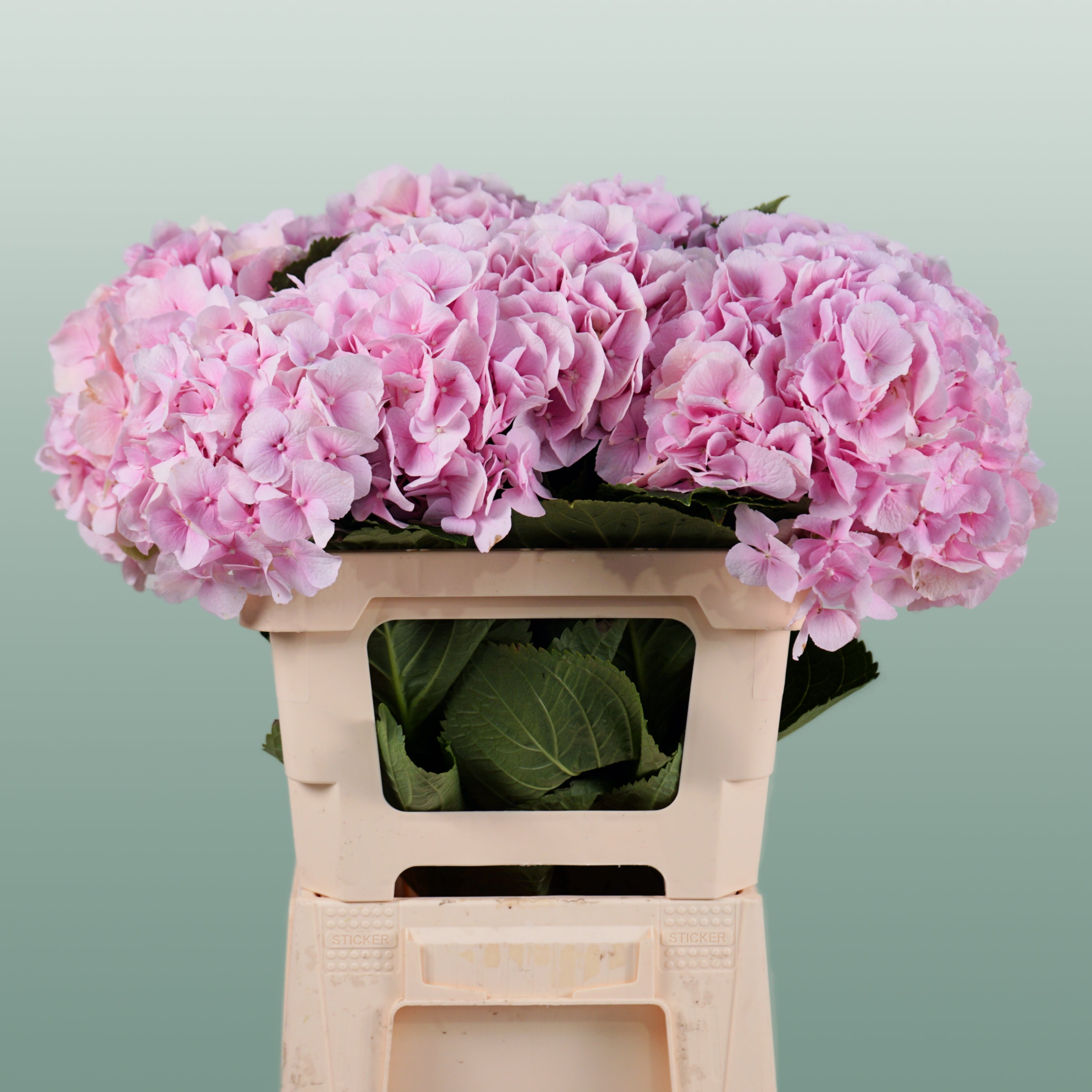 Hydrangea - Hydrangea - Verena