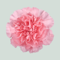 Carnation Standard Verona (20 Stems)