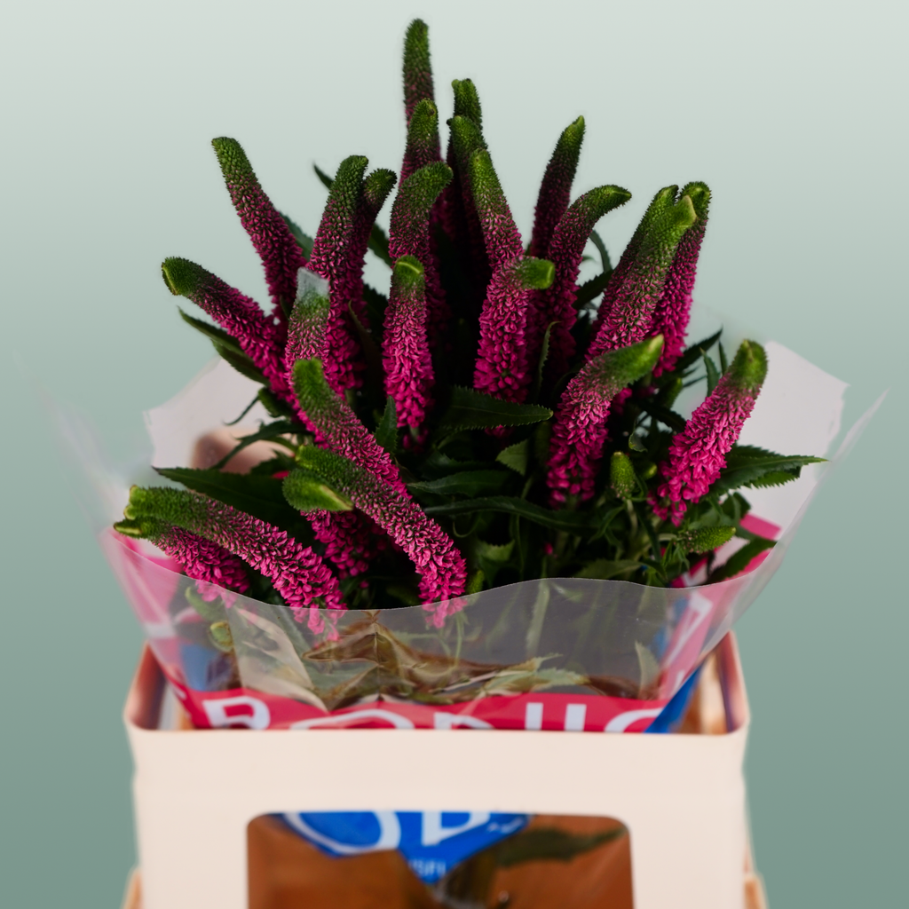 Pink Veronica ‘Allisel’ – 60cm Stems