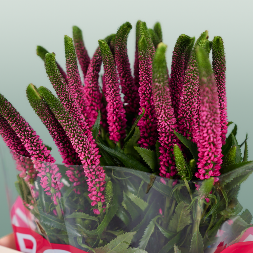 Pink Veronica ‘Allisel’ – 60cm Stems