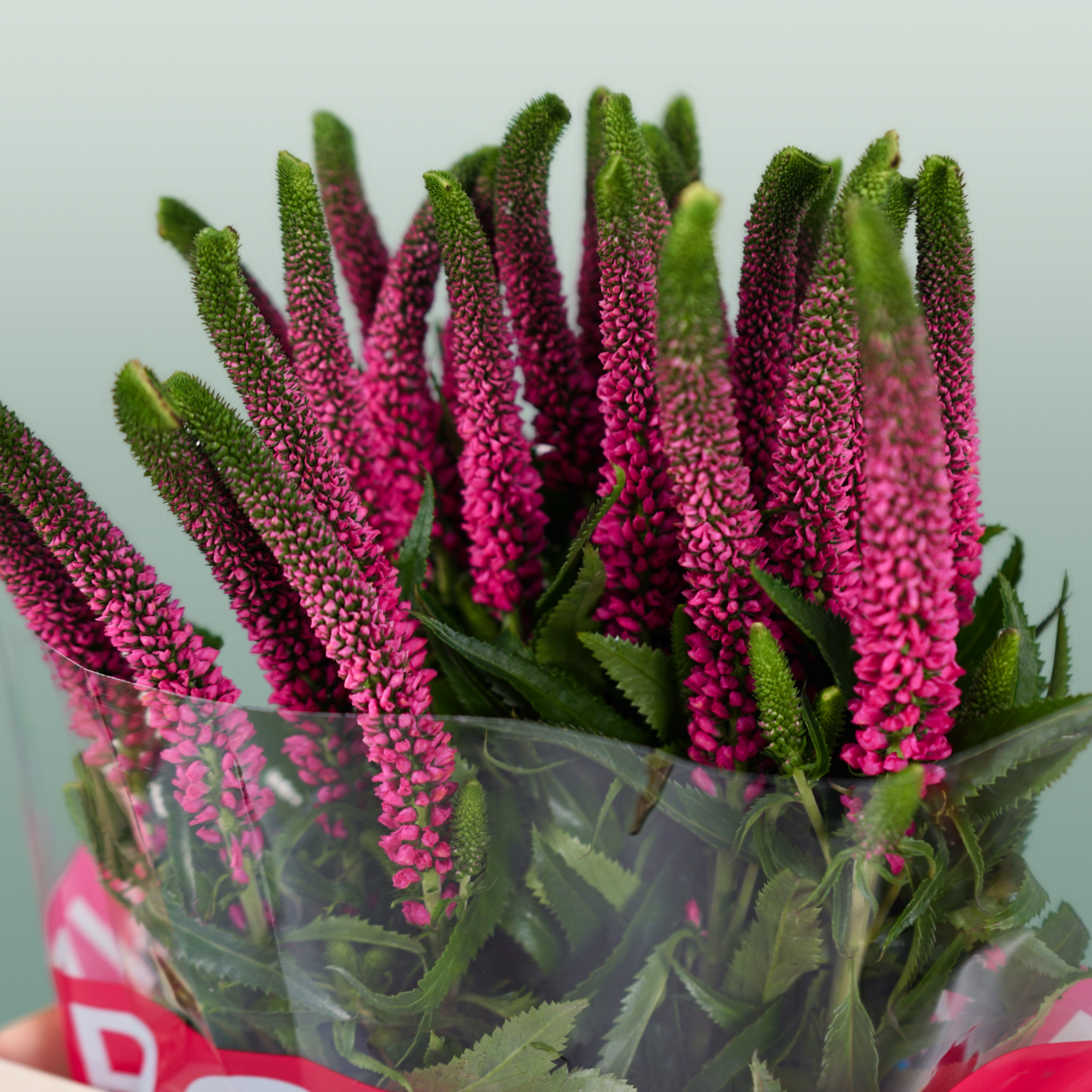 Pink Veronica ‘Allisel’ – 60cm Stems