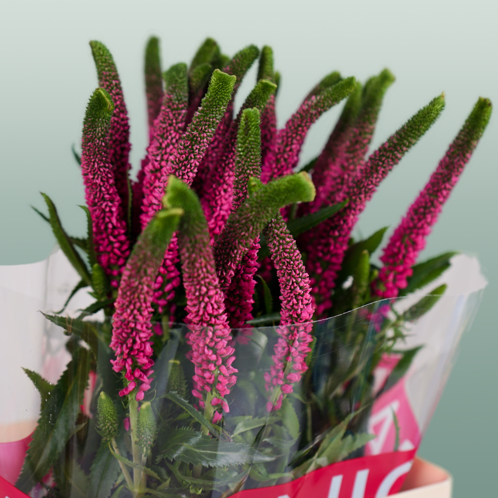 Pink Veronica ‘Allisel’ – 60cm Stems