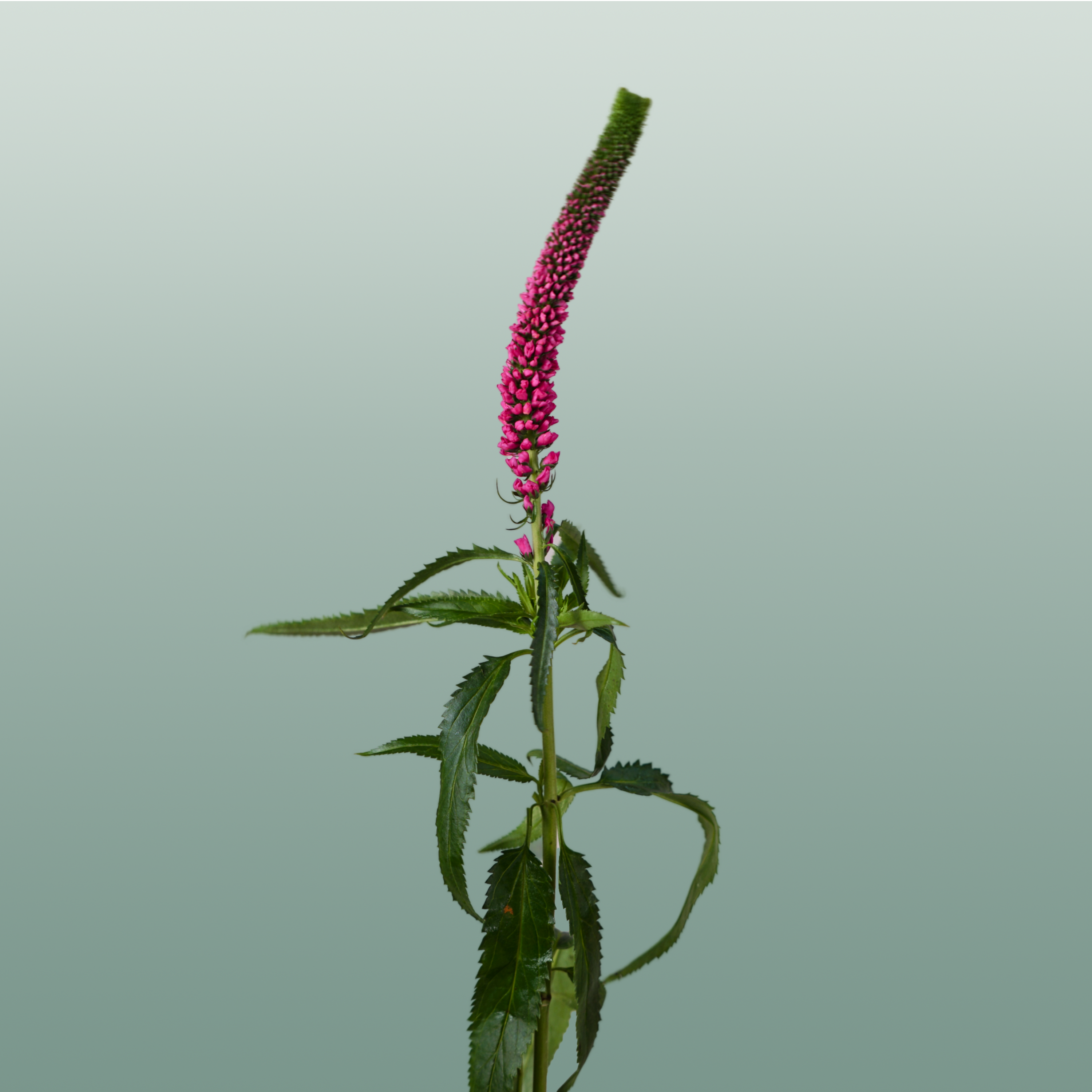 Pink Veronica ‘Allisel’ – 60cm Stems