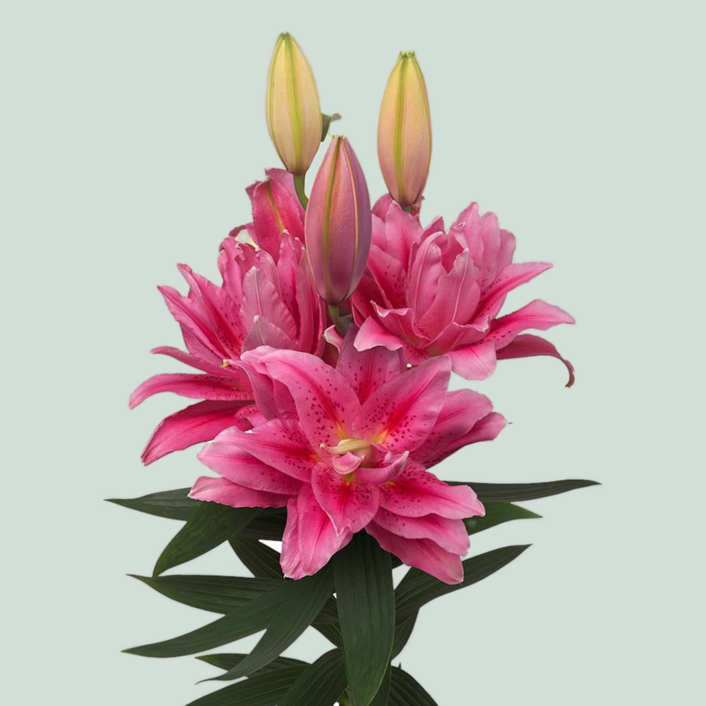 Double Lily - Lilium - Roselily Viola