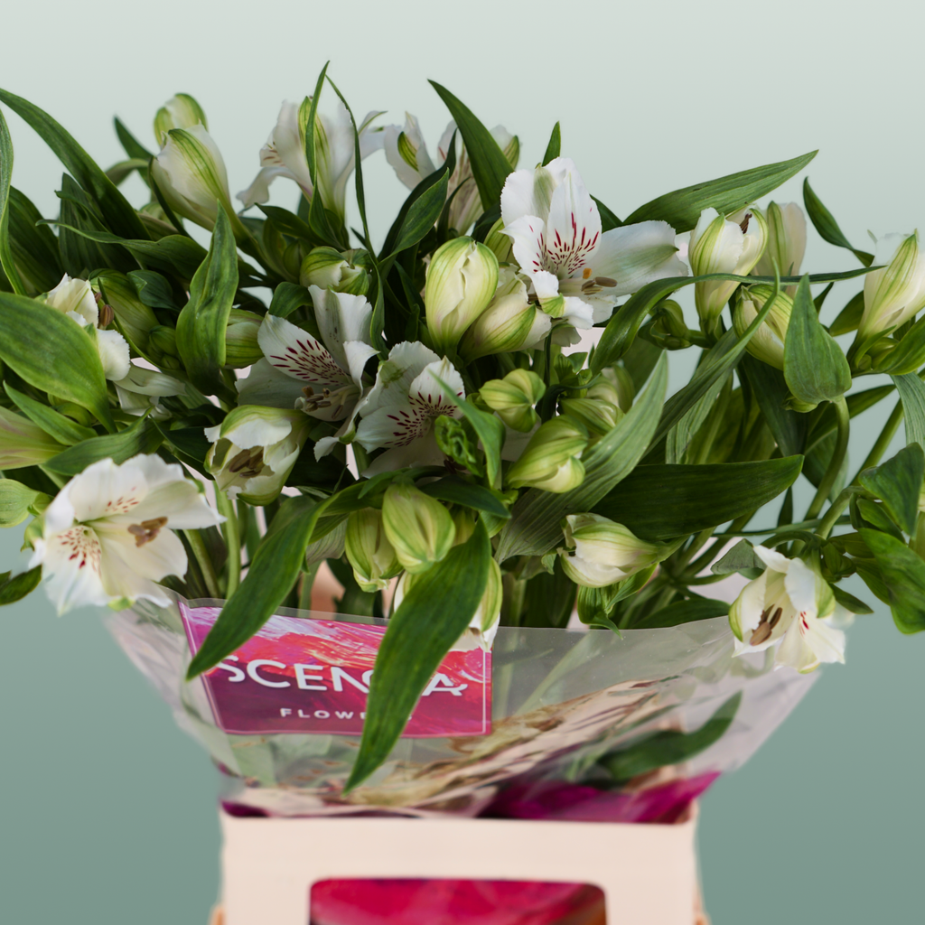 Alstroemeria Virginia (10 Stems)