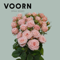 Spray Rose - Rosa - Aerobic