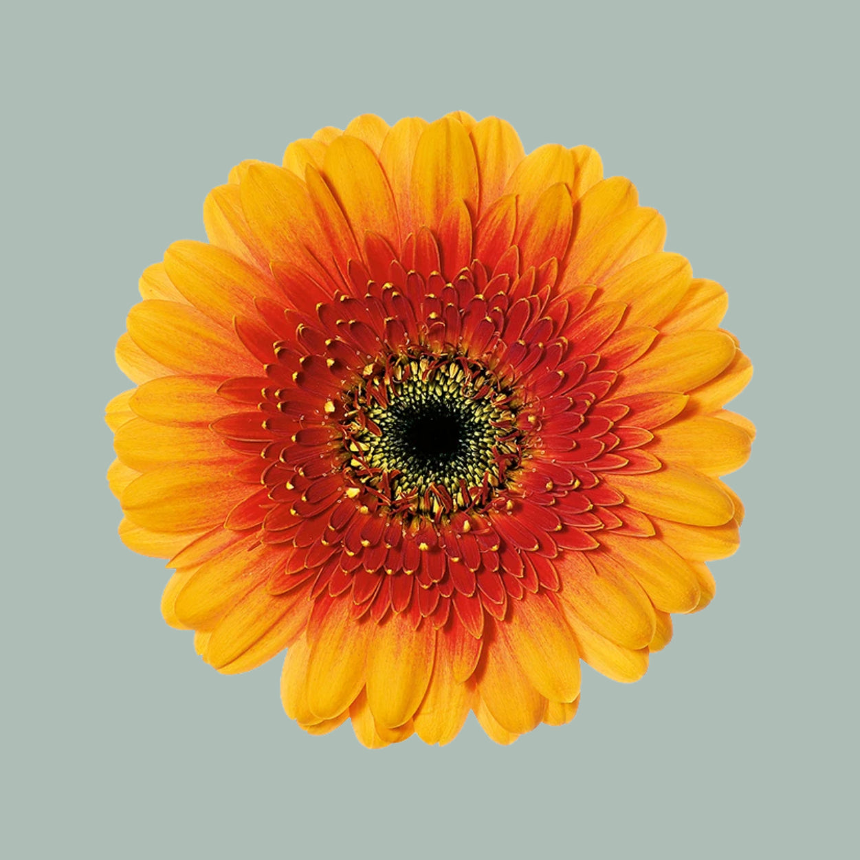 Orange Germini Ariba Cut Flowers – 45cm Stems