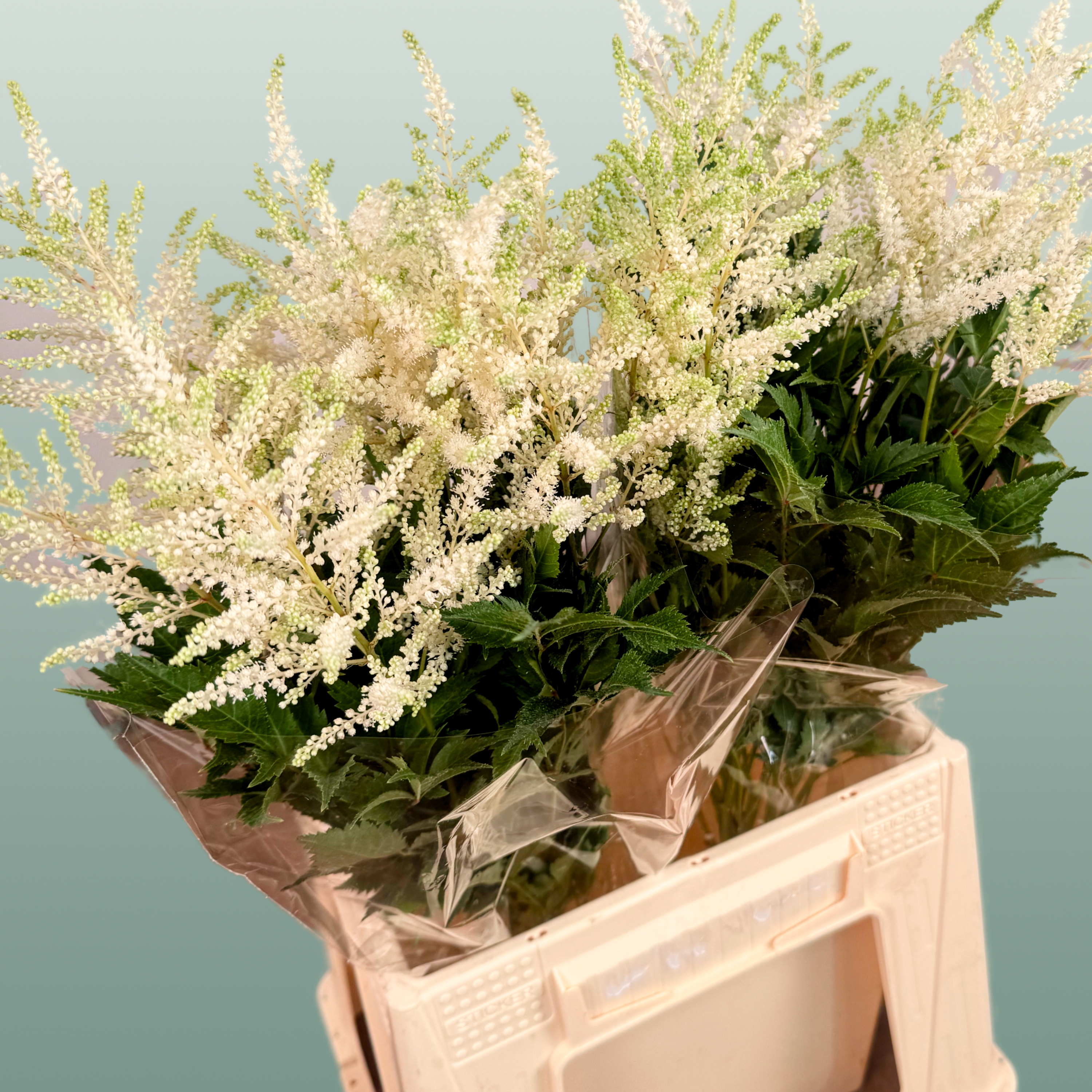 Astilbe Washington (20 Stems)