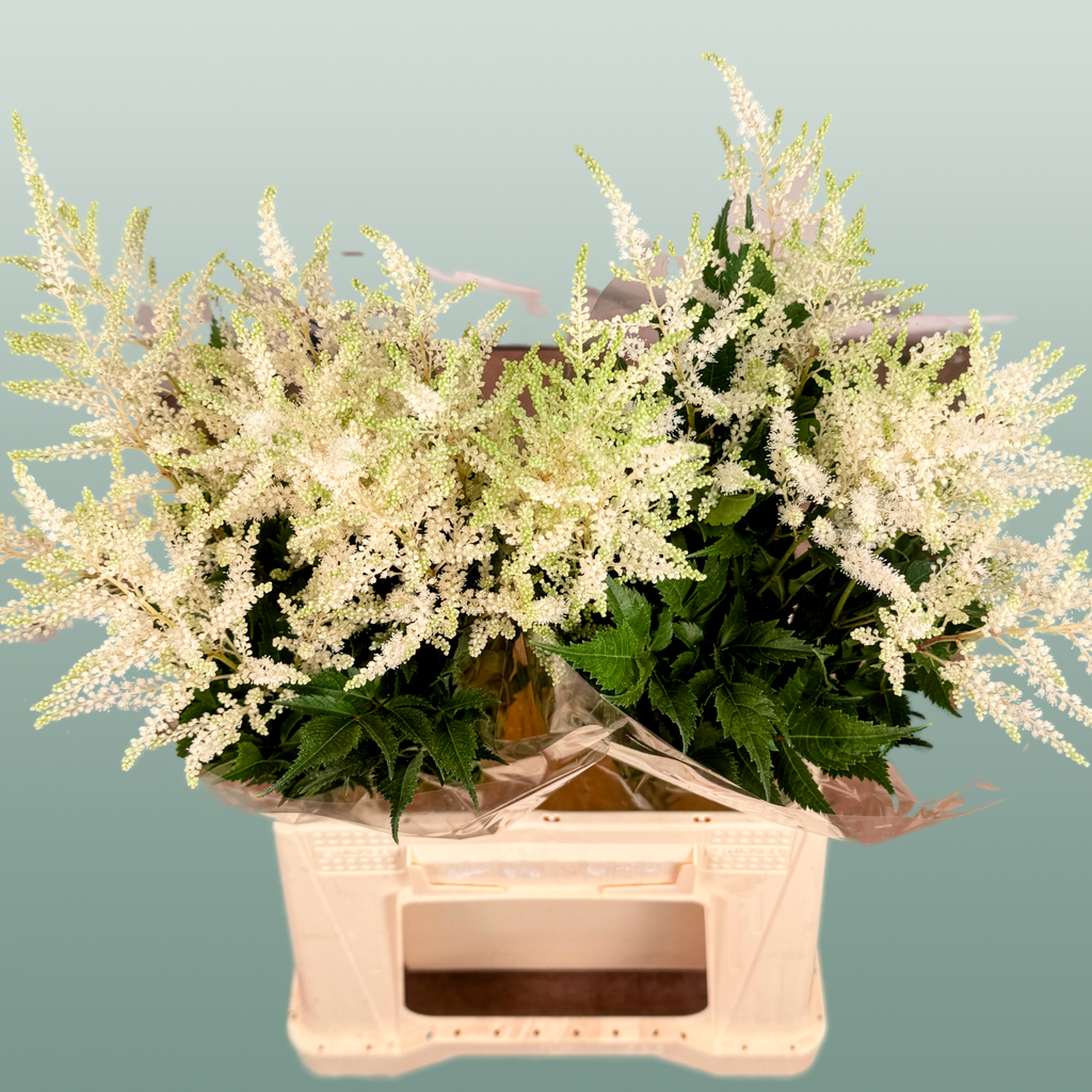 Astilbe Washington (20 Stems)