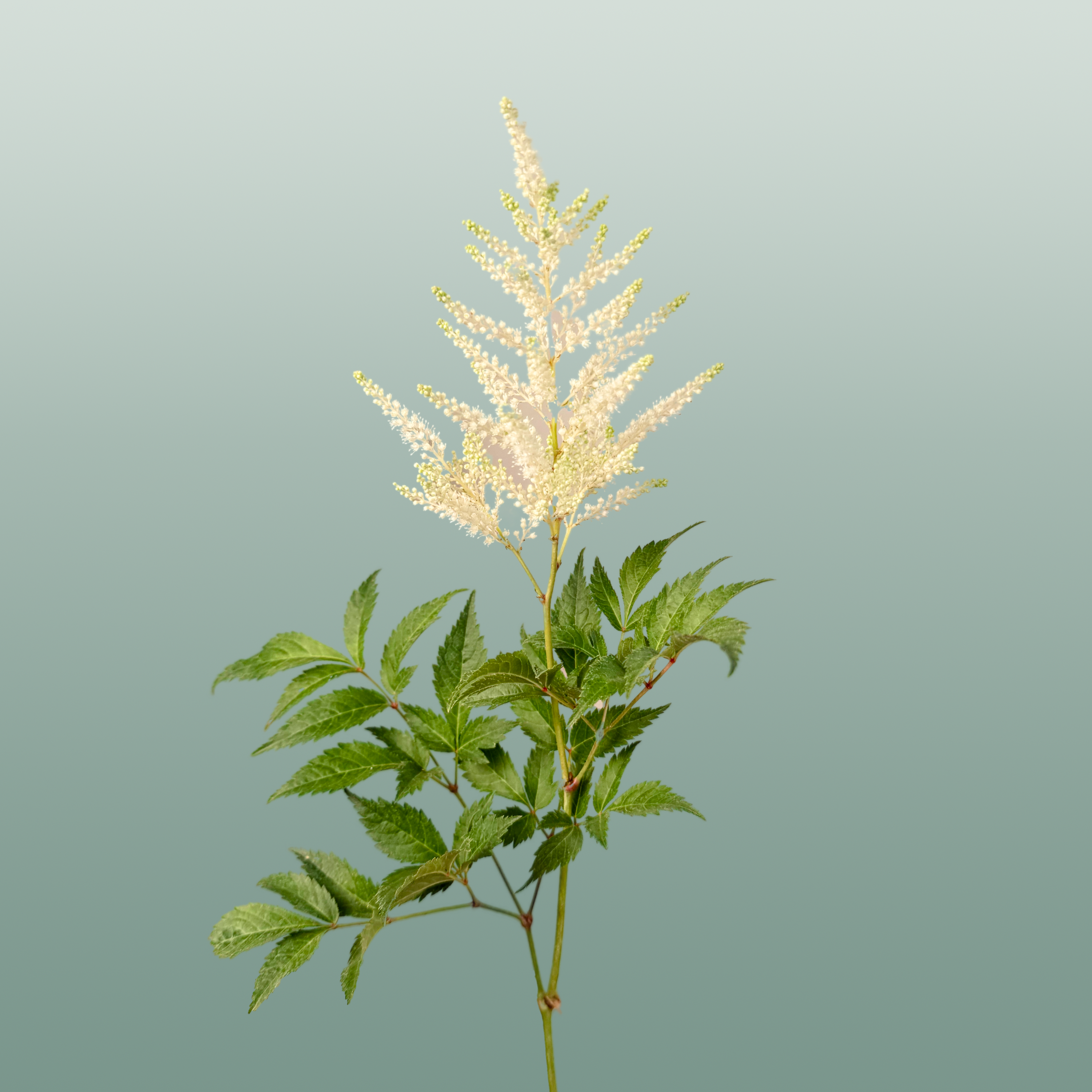 Astilbe Washington (20 Stems)