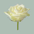 Rose White Naomi! (20 Stems)