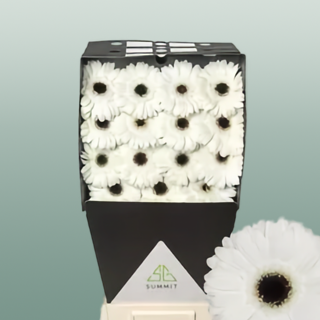 Gerbera White House (15 Stems)