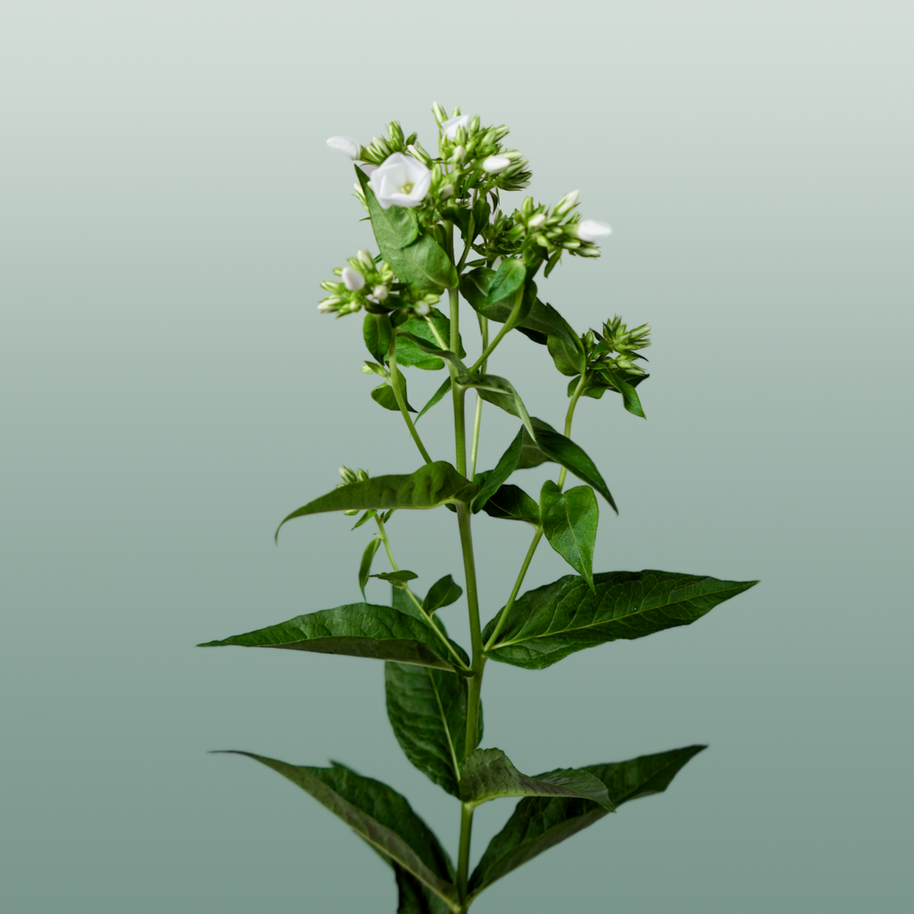 White Phlox ‘Whitecap’ Cut Stems – 60cm