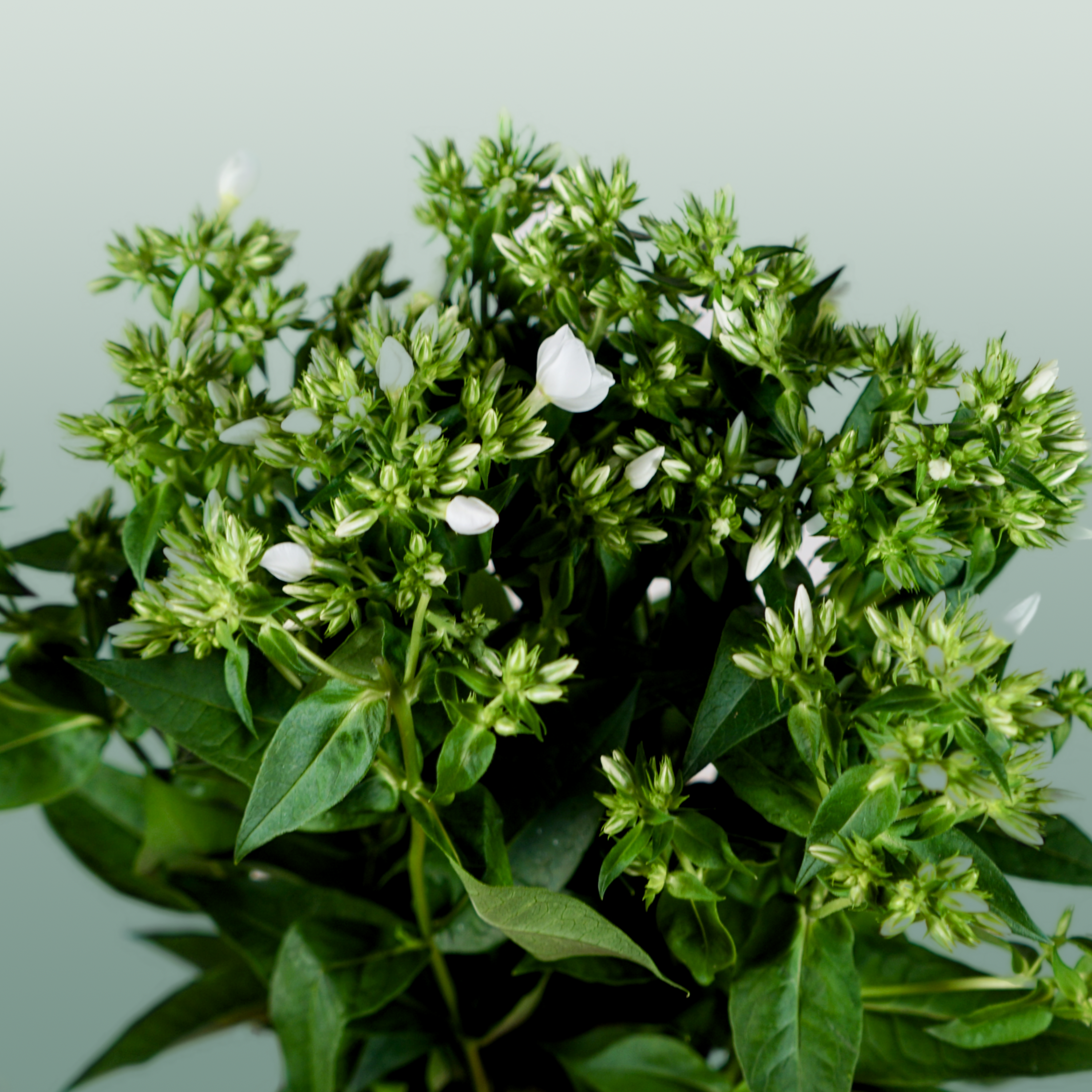 White Phlox ‘Whitecap’ Cut Stems – 60cm