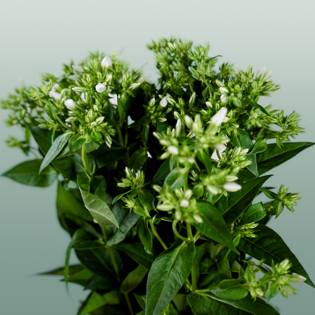 White Phlox ‘Whitecap’ Cut Stems – 60cm