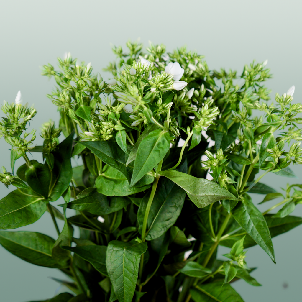 White Phlox ‘Whitecap’ Cut Stems – 60cm