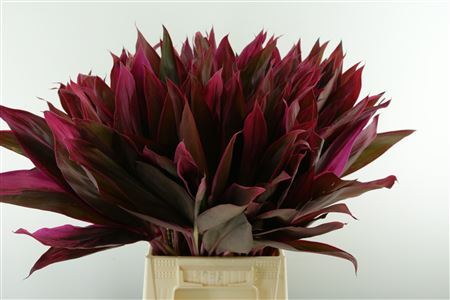 Cordyline - Plastic