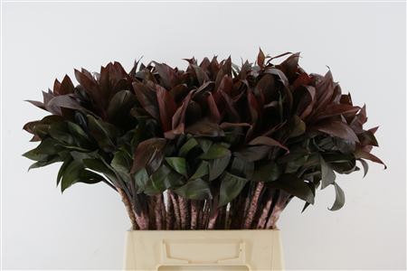 Cordyline - Dracaena - Compacta