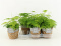 Asparagus Set Plumosus Basket