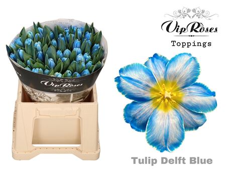 Tulip - Tulipa - En A Delft Blue