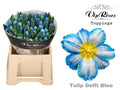 Tulip - Tulipa - En A Delft Blue