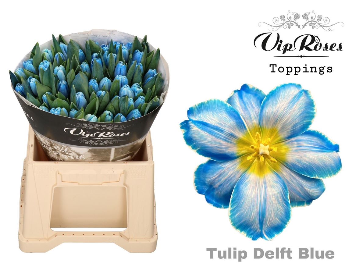 Tulip - Tulipa - En A Delft Blue