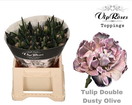 Double Tulip - Tulipa - Dusty Olive