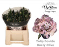 Double Tulip - Tulipa - Dusty Olive