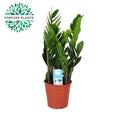 Zamioculcas Zamiifolia 6+