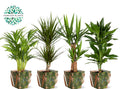 Ov Kamerplanten Gemengd Tas Green Jewels