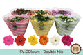 Kalanchoe Gev Gemengd Tst